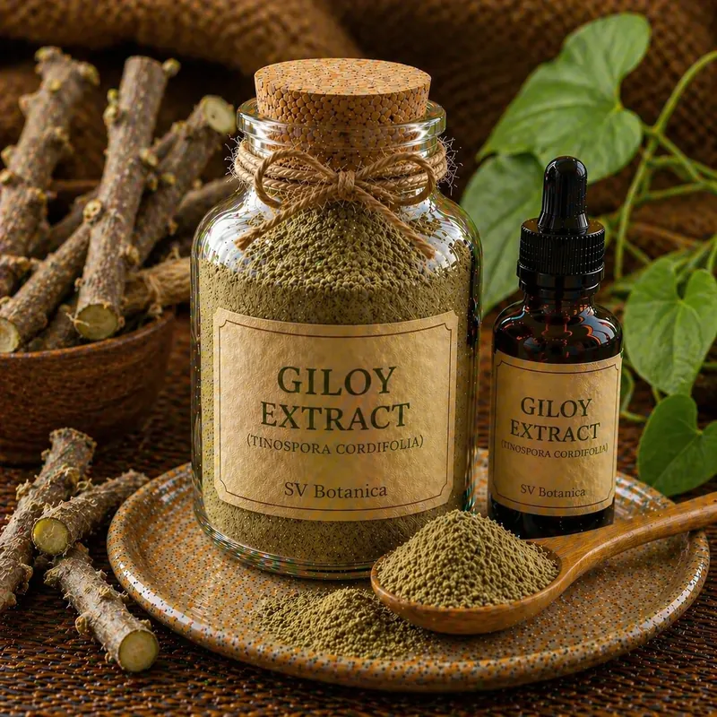 Giloy stem extract powder (Tinospora cordifolia, guduchi) species-verified by HPLC fingerprint — brown to dark brown stem extract, SV Botanica India